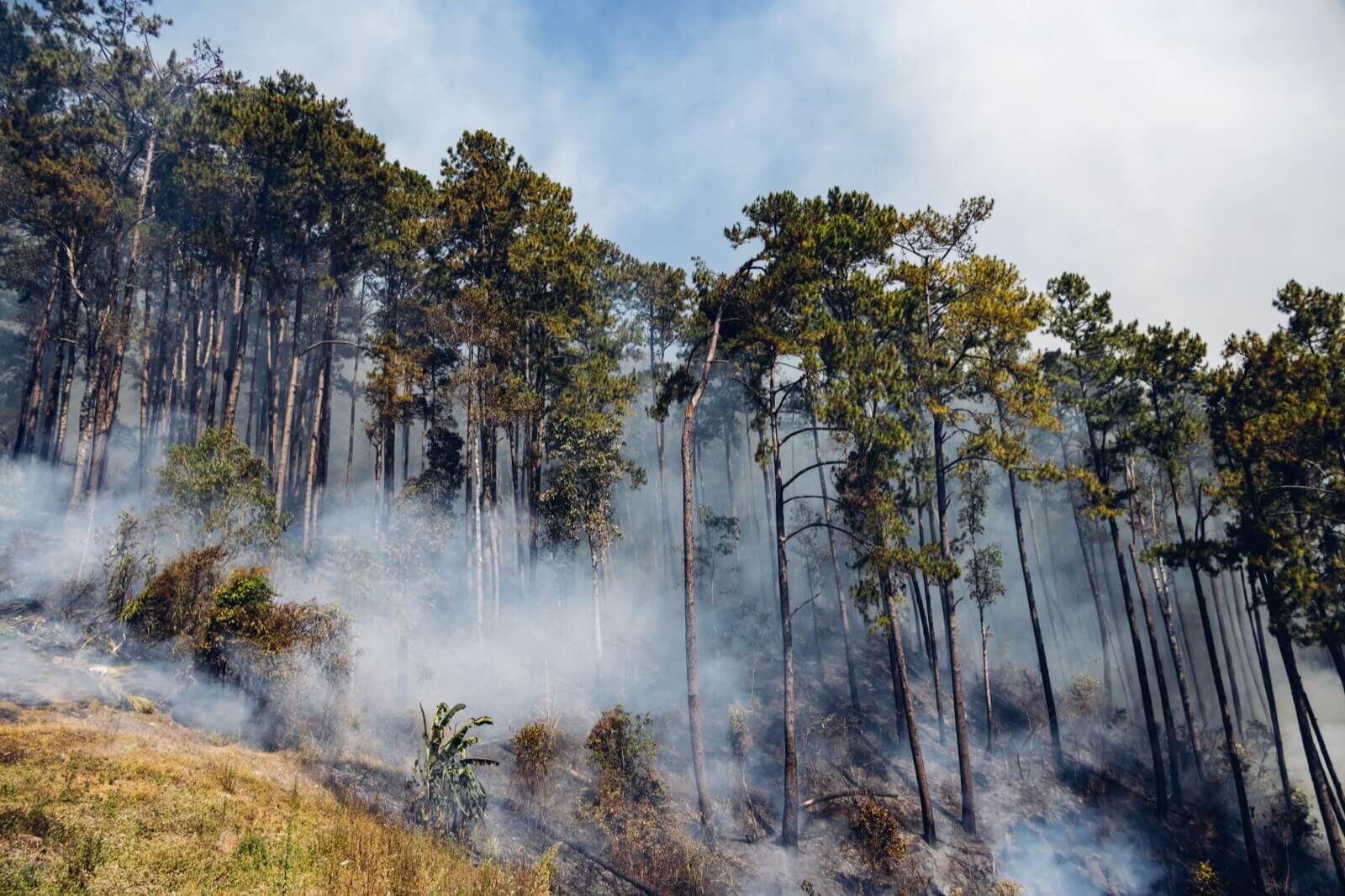 Smoke rising through a pine forest during a wildfire
