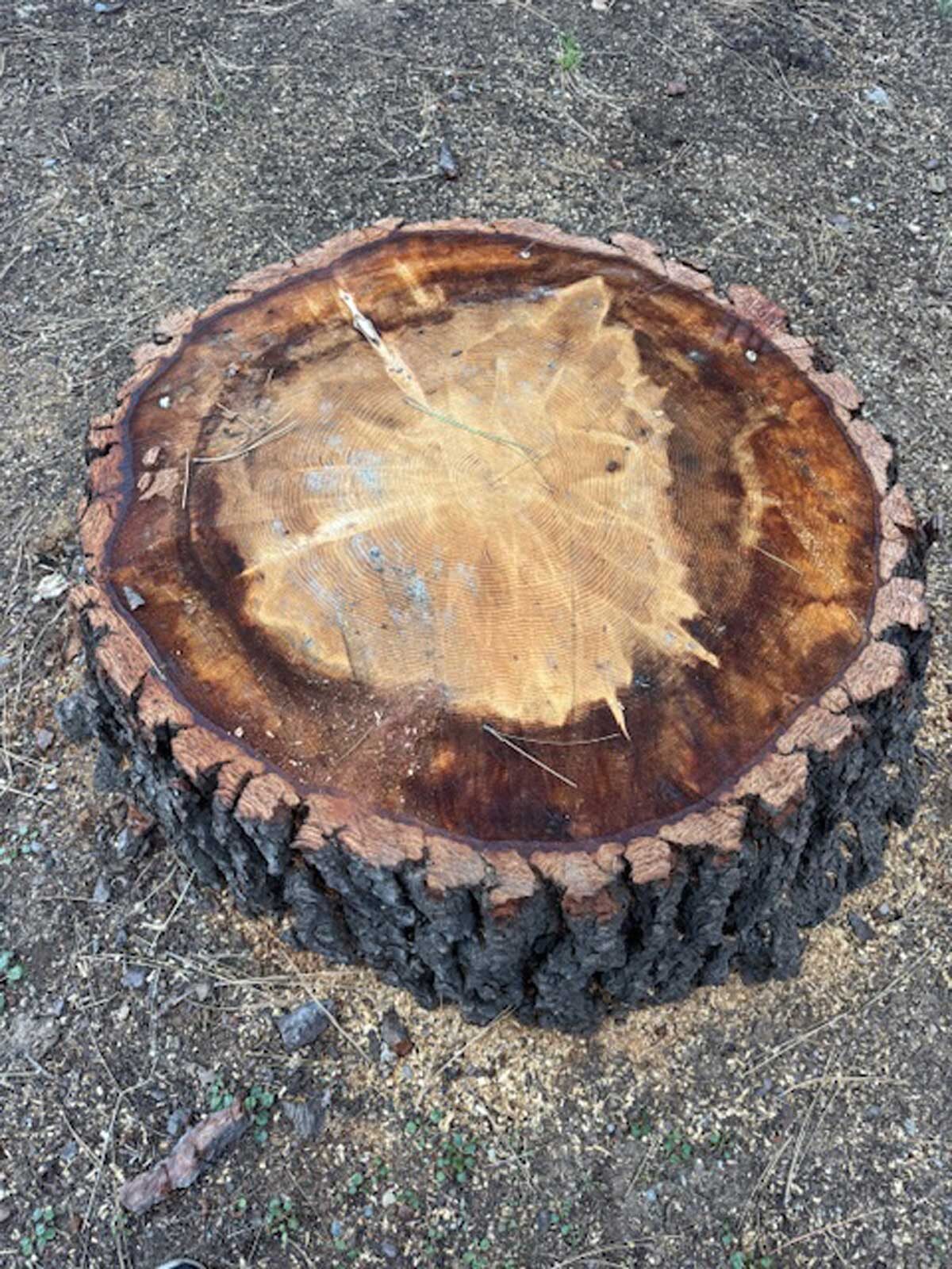 Freshly cut tree stump on dry ground