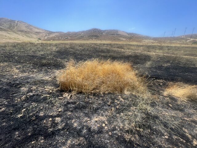 Patch of unburned dry grass surrounded by scorched ground