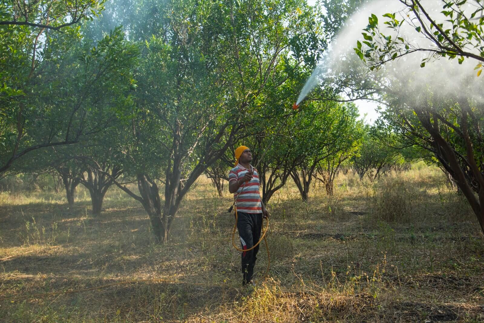 Worker spraying trees in an orchard